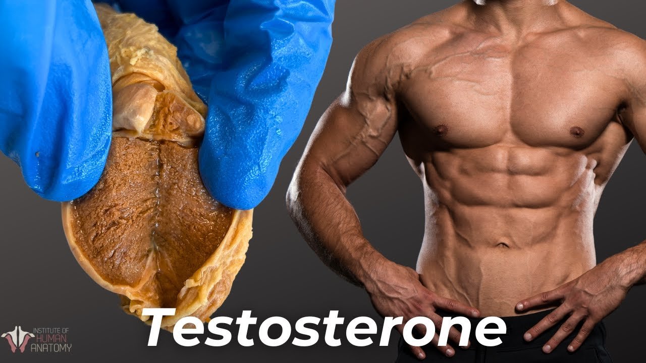 testosterone