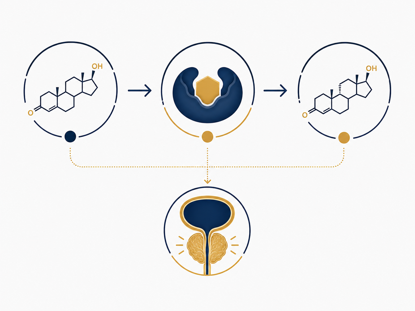 How testosterone converts to DHT and drives prostate growth